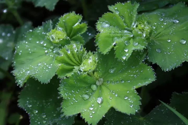 Gotas de una lluvia muy suave